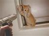 FireFox